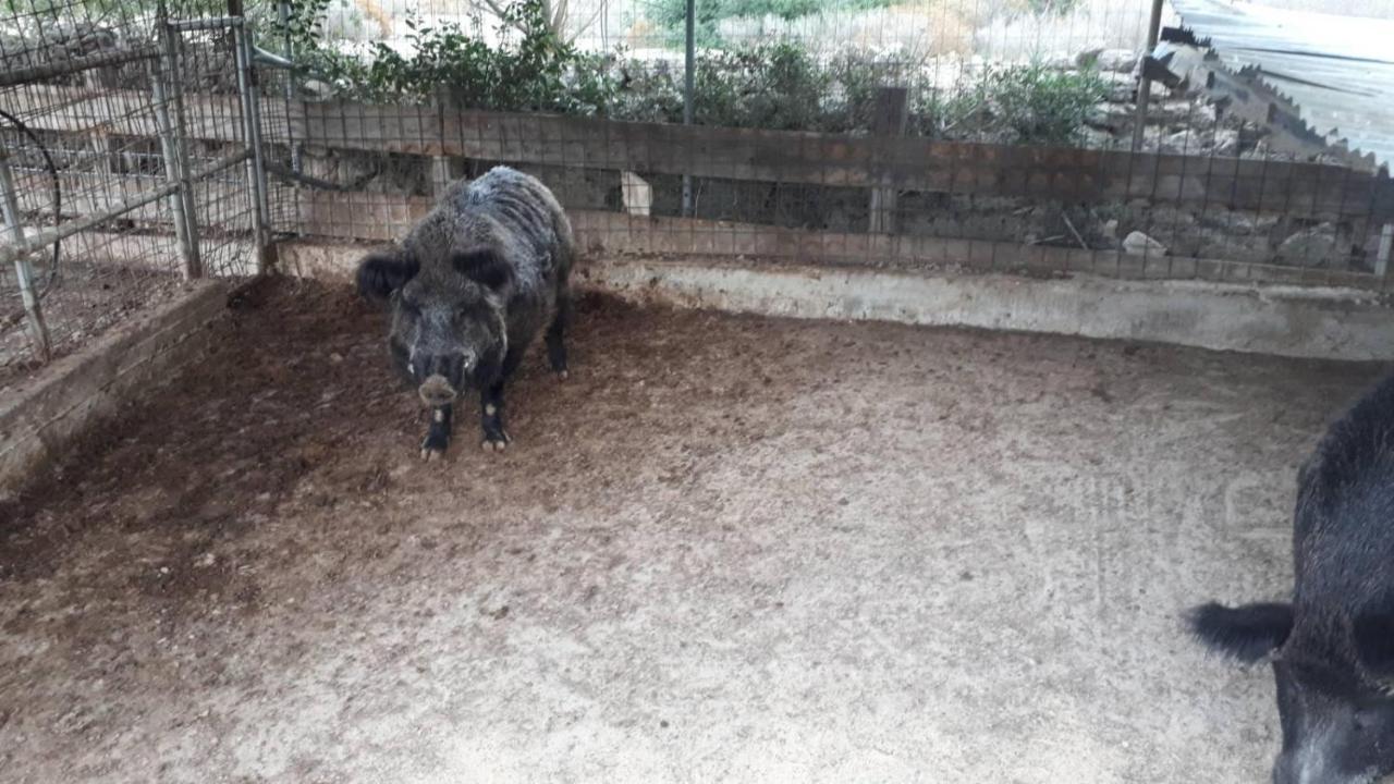 Vathí Mediterranean Garden Villa מראה חיצוני תמונה