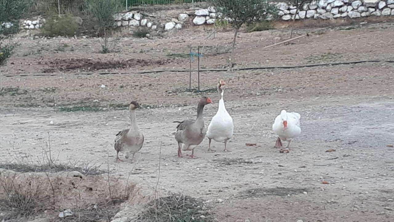 Vathí Mediterranean Garden Villa מראה חיצוני תמונה
