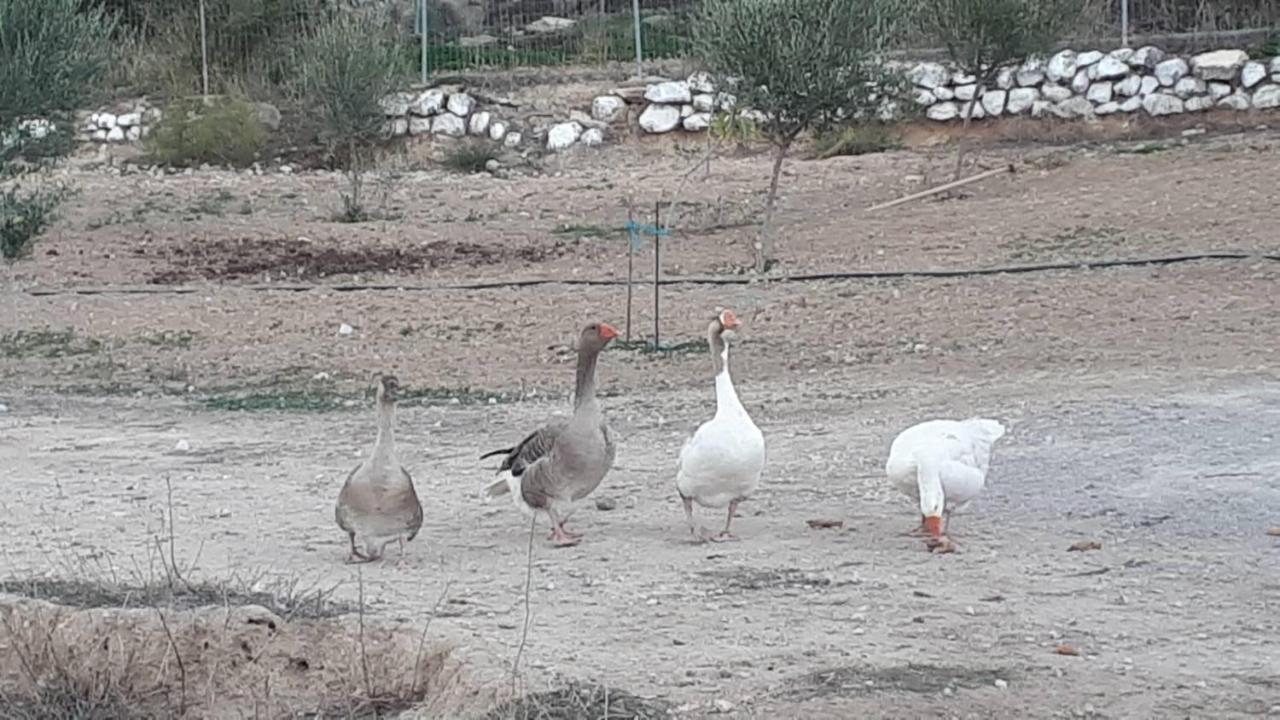 Vathí Mediterranean Garden Villa מראה חיצוני תמונה