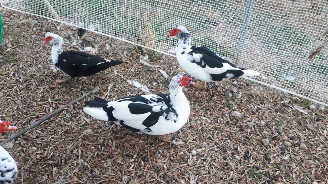 Vathí Mediterranean Garden Villa מראה חיצוני תמונה
